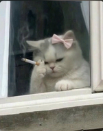 1785861325408.png