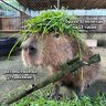 capybara